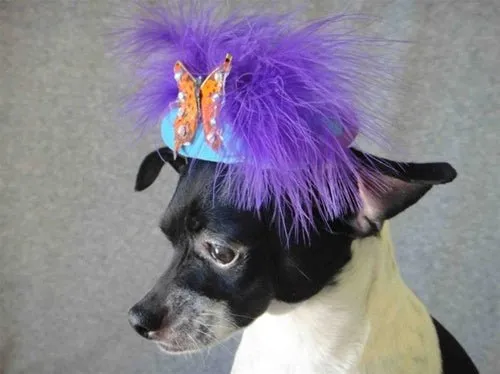 Purple Feather Orange Butterfly Teal Hat - Cat or Dog